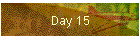 Day 15